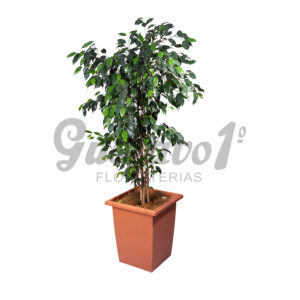 Ficus Grande