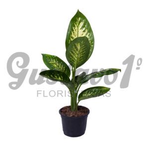 Dieffembachia