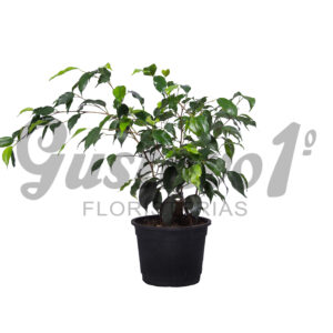 Ficus chico