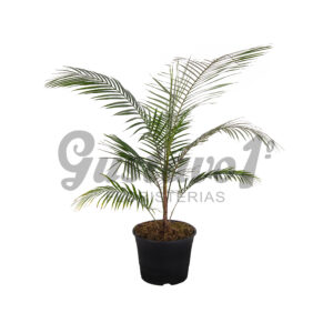 Palmera Coco