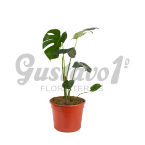 Filodendro Monstera Grande