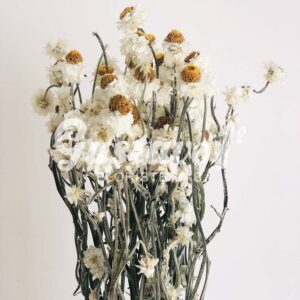 Flor Seca Copito